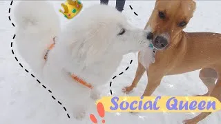 Thumbnail: My Dog Is Such A Social Queen 当狗狗是个社交女王的时候...