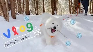 Thumbnail: A Sled Dog Samoyed Never Gets Tired of Snow in Canada 萨摩耶雪橇犬永远都玩不腻雪吗？