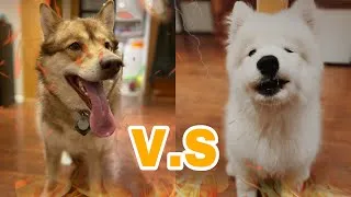 Thumbnail: My Dog Has a Husky Play Date: The War Begins! 萨摩耶又和哈士奇打上了😂