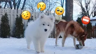 Thumbnail: The Big Dog Doesn't Want To Play With My Cute Dog | 可爱狗狗被嫌弃了