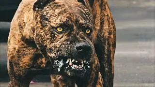 Thumbnail: 2Pac - Maniacs (ft. DMX)