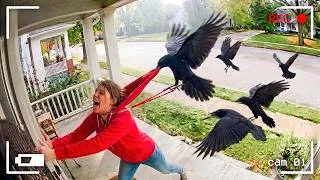 Thumbnail: 85 Most Incredible Bird Attacks Caught on Camera