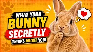 Thumbnail: What Your Bunny Secretly Thinks About You!
