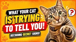 Thumbnail: Decode Your Cat's SecretMessages!