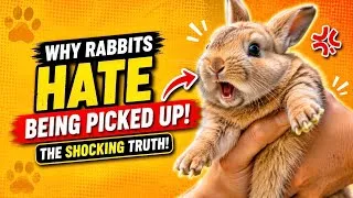 Thumbnail: Why Rabbits Hate Being Picked Up: The Shocking Truth!