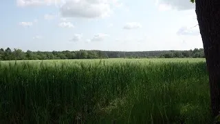 Thumbnail: Hiking and exploring the magnificent Lüneburg Heath Germany (no talking + calming music)