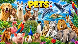 Thumbnail: ALL ANIMALS NAMES | LEARN ANIMAL NAMES | PETS & ANIMALS or ALL ANIMALS NAMES |