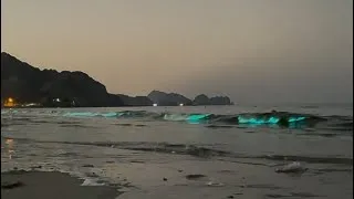 Thumbnail: Bioluminescence in Oman | Al Bustan Palace | 4K HDR 