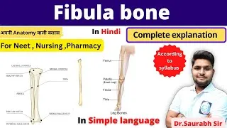 Thumbnail: Anatomy of Fibula | parts | side determination| functions | BSc Nursing, GNM, NEET Students