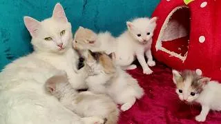 Thumbnail: A cat cares for her kittens. The little kittens want to leave the cat house.