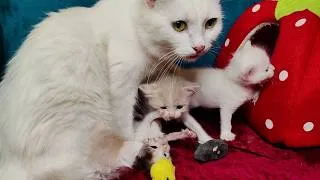 Thumbnail: It's not easy for a mother cat to take care of her five kittens. Caring cat Lisa.