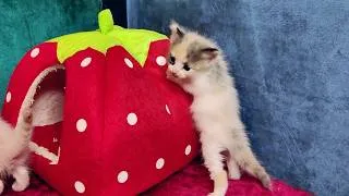Thumbnail: I turned my house into a cat play area and our hearts explode with joy.