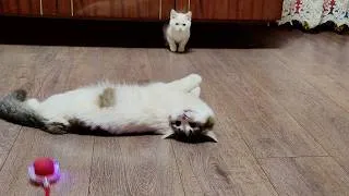 Thumbnail: Happy kittens. Winnie and Dino couldn't catch the toy.