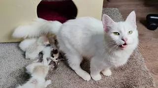 Thumbnail: The kittens meow. A mother cat calls her kittens.