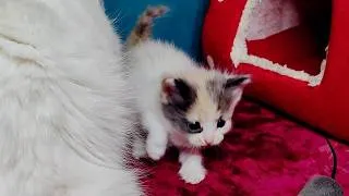 Thumbnail: Five cheerful kittens. The kittens began to move more quickly.