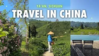 Thumbnail: China Vlog 🍵 Am I in Paradise?! A Peaceful Getaway to Tea Farms in Ya‘an, Sichuan🌱