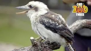 Thumbnail: What Makes a Kookaburra Laugh? 🐦 One Zoo Three | Animal Friends