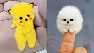 Thumbnail: Cute Pomeranian Puppies Doing Funny Things #12 | Cute and Funny Dogs - Mini Pom