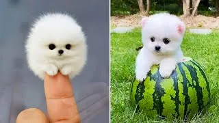 Thumbnail: Cute Pomeranian Puppies Doing Funny Things #11 | Cute and Funny Dogs - Mini Pom