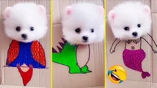 Thumbnail: Cute Pomeranian Puppies Doing Funny Things #8 | Cute and Funny Dogs - Mini Pom