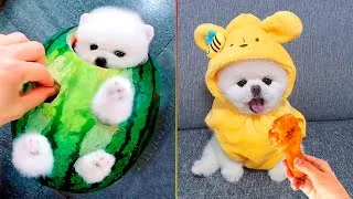 Thumbnail: Cute Pomeranian Puppies Doing Funny Things #7 | Cute and Funny Dogs - Mini Pom