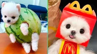 Thumbnail: Cute Pomeranian Puppies Doing Funny Things #6 | Cute and Funny Dogs - Mini Pom