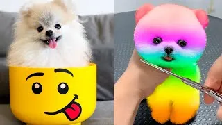 Thumbnail: Cute Pomeranian Puppies Doing Funny Things #5 | Cute and Funny Dogs - Mini Pom