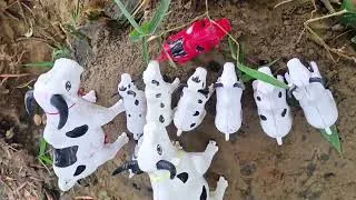Thumbnail: Baby Calves Lost! Mother Cow Comes to Rescue #011