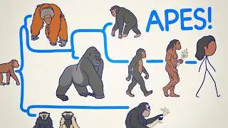 Thumbnail: ALL THE APES, EXPLAINED 🦍🦧🚶‍♂️‍➡️
