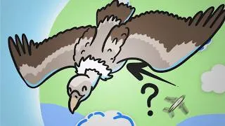 Thumbnail: How High Can Birds Fly?