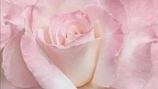 Thumbnail: roses, bel air, take me there ♡ [playlist] 