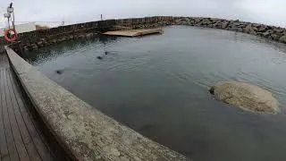 Thumbnail: Seals at Grenaa Kattegatcenter, Denmark