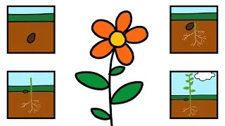 Thumbnail: Little Seed | Lifecycle of a Plant Song | Miss Molly Sing Along Songs