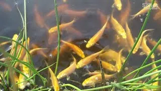 Thumbnail: FEEDING BABY FISH FOR KIDS | HAPPY GOLDFISH in NATURAL POND WATER | ANIMAL CHILDREN VIDEO | NO MUSIC