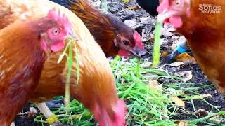 Thumbnail: 15 minutes of happy Chickens for Kids: LAYING EGGS & LITTLE GIRL COLLECTING EGGS and FEEDING CHICKEN