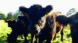 Thumbnail: NOSY HAPPY CATTLE GALLOWAY COWS ON PASTURE | LIVESTOCK ANIMALS FOR KIDS NO COMMENT NO MUSIC