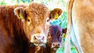 Thumbnail: CUTE COW FAMILY ENJOYING GRAS AND WARM SUN | MOMMY DADDY AND BABY-COW | ANIMALS FOR KIDS/CHILDREN