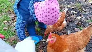Thumbnail: LITTLE GIRL FEEDING CHICKENS, COLLECTING EGGS, PETTING HENS, ANIMAL PETS VIDEO FOR KIDS/CHILDREN
