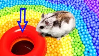 Thumbnail: 🐹 Hamster Escapes the Pool. DIY obstracle course maze