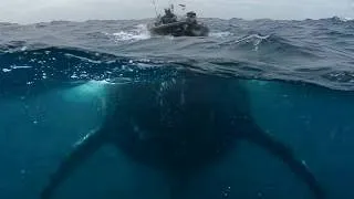 Thumbnail: Fishermen Off Australia Encountered Something Massive — Marine Biologists Still Can't Explain