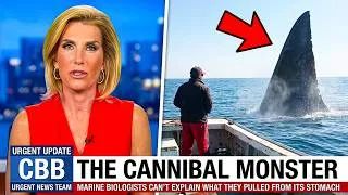 Thumbnail: A Great White Shark Was Eaten Whole — Scientists Finally Know What Did It