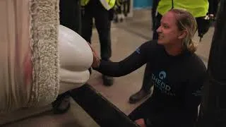Thumbnail: Rescued beluga whales arrive at Shedd Aquarium