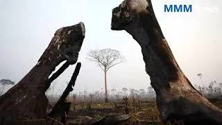 Thumbnail: World news |  G7 close to deal on tackling Amazon fires