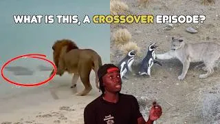 Thumbnail: Animals That Make No Sense in the Same Place