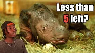 Thumbnail: They Lied About Rhinos and You Believed Them