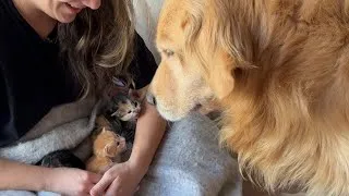 Thumbnail: Golden Retriever Meets Rescued Kittens for the First Time