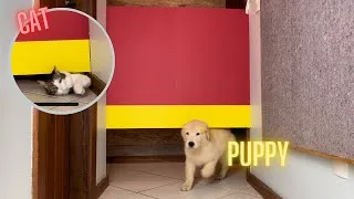 Thumbnail: Descending Wall Challenge CAT x PUPPY