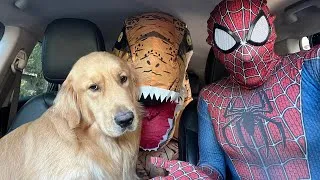 Thumbnail: T-rex Surprises Spiderman & Puppy with Car Ride Chase!