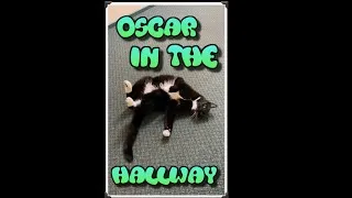 Thumbnail: OSCAR IN THE HALLWAY