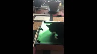Thumbnail: OSCAR PLAYS POOL!!